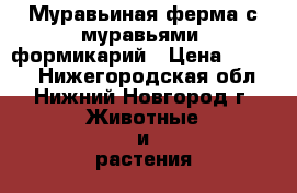 Муравьиная ферма с муравьями, формикарий › Цена ­ 3 690 - Нижегородская обл., Нижний Новгород г. Животные и растения » Другие животные   